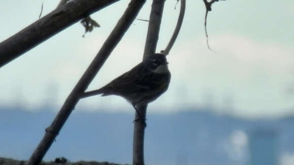 Imagem de Setophaga coronata (Linnaeus 1766)