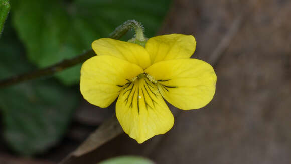 Image of downy yellow violet