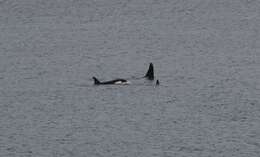 Image of killer whale