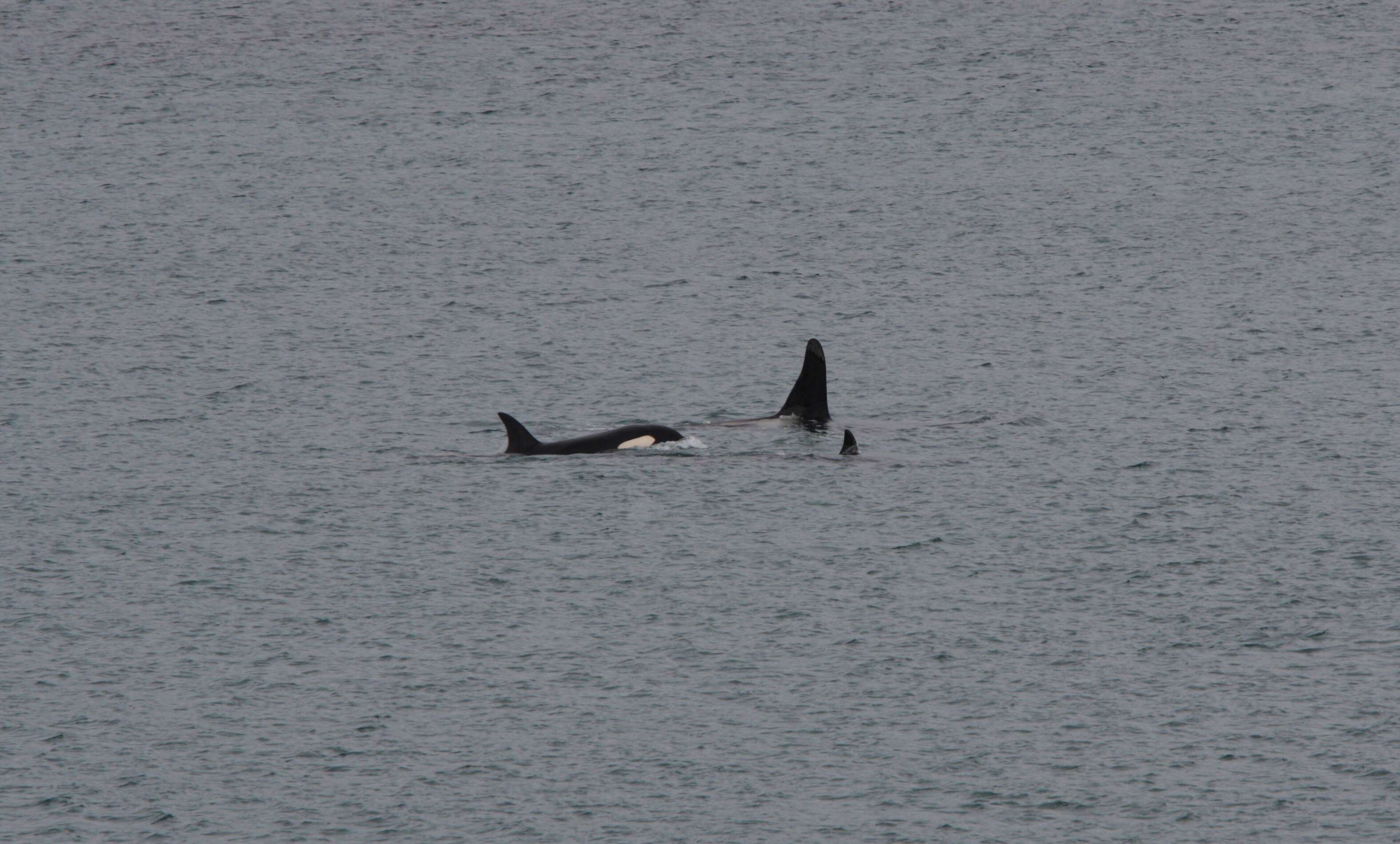 Image of killer whale