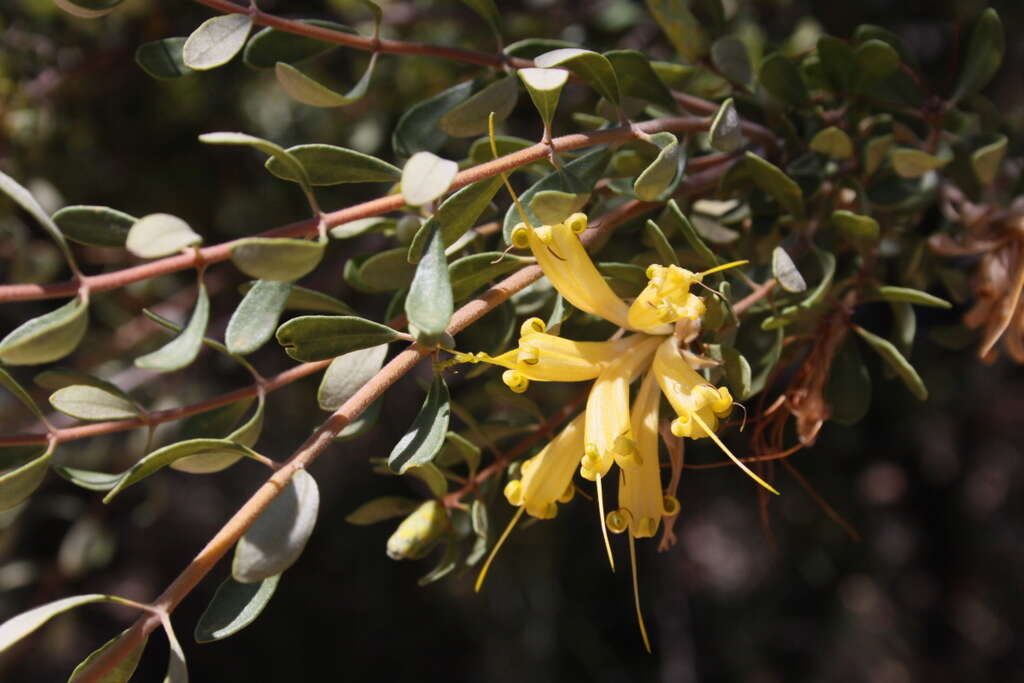 Image of Lambertia inermis R. Br.