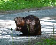 Image of beavers