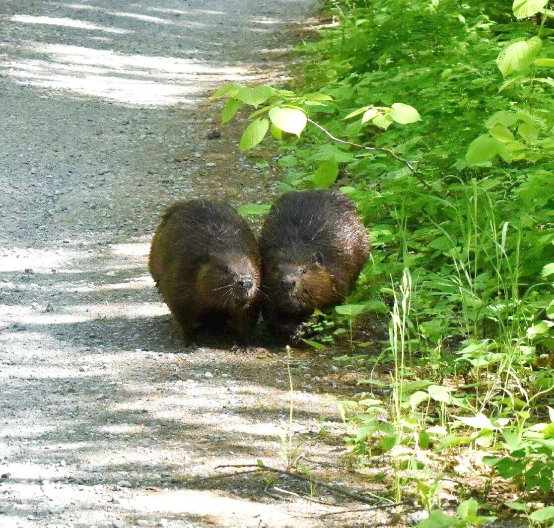 Image of beavers