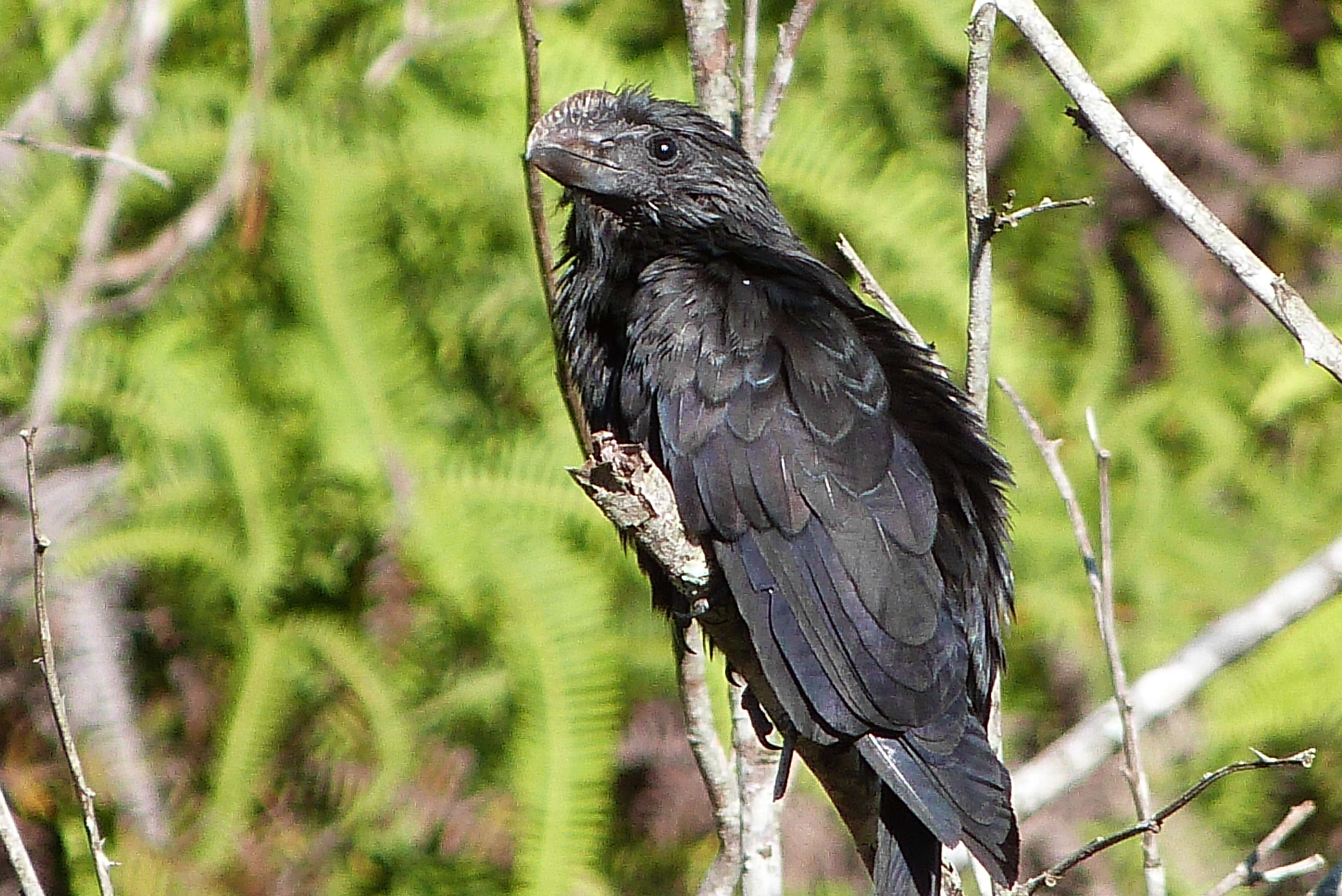 Imagem de Crotophaga Linnaeus 1758