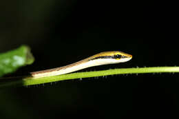 Sivun Dendrelaphis girii Vogel & Van Rooijen 2011 kuva