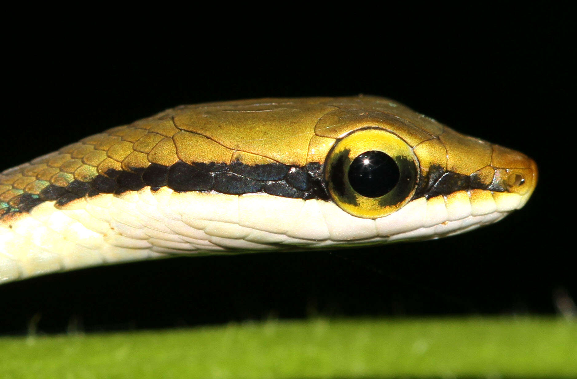 Sivun Dendrelaphis girii Vogel & Van Rooijen 2011 kuva