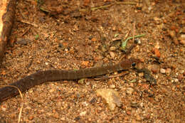 Image of Wynad Keelback