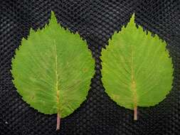 Image of Ulmus bergmanniana C. K. Schneid.