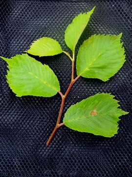 Image of Ulmus bergmanniana C. K. Schneid.