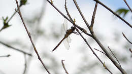 Image of Beaverpond Baskettail