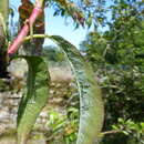 Image of Green peach aphid