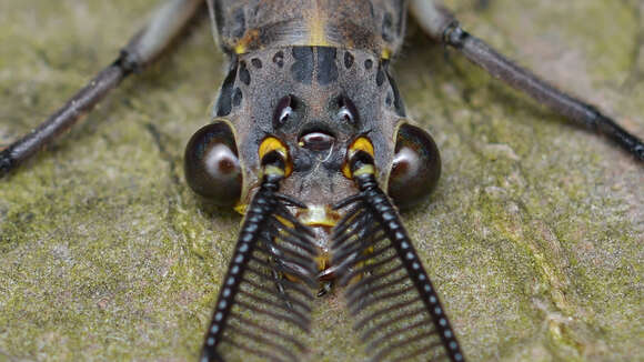 Image of Fishflies