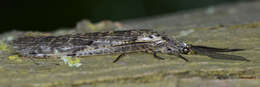 Image of Fishflies