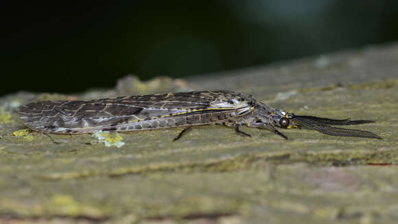 Image of Fishflies