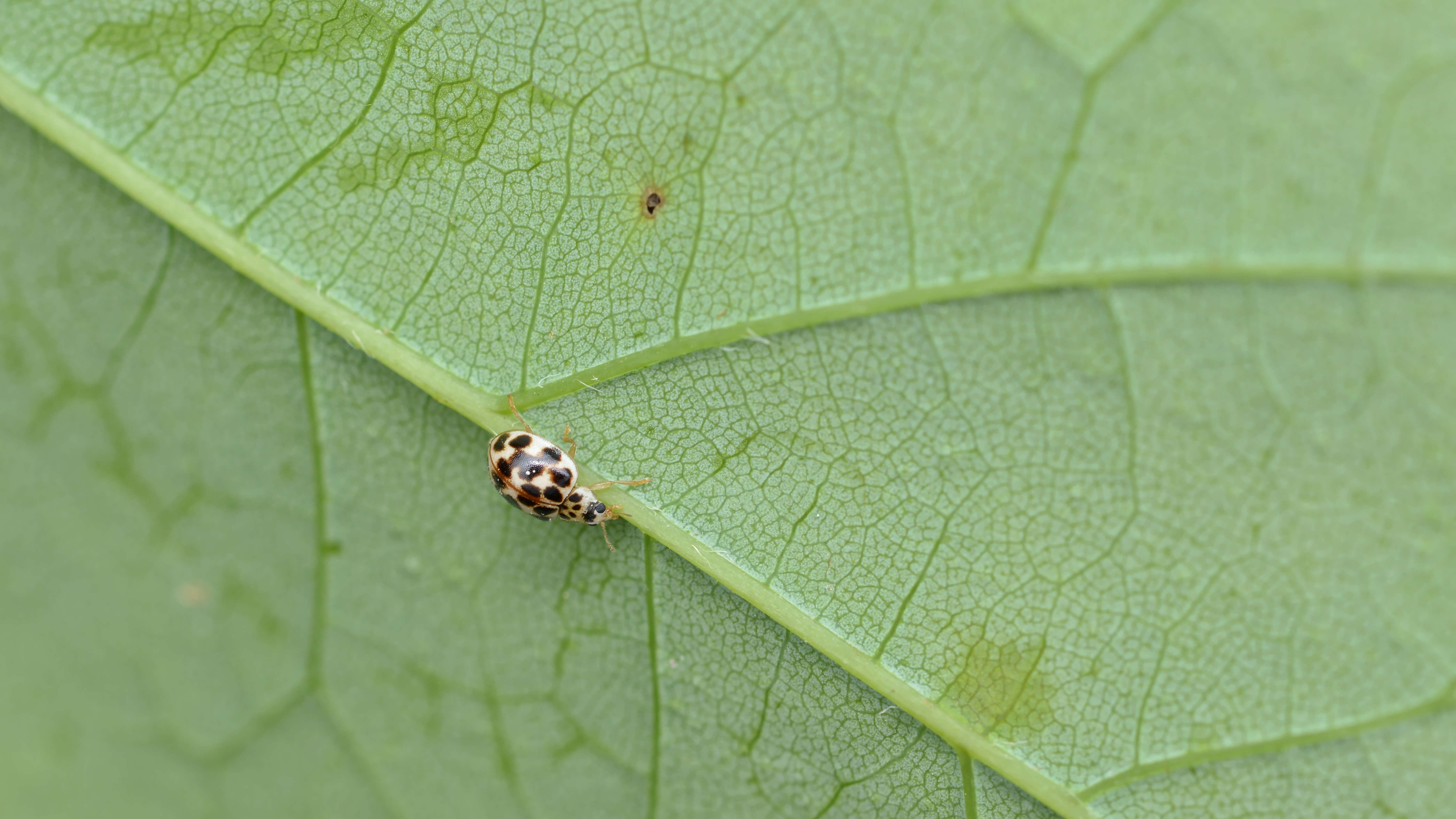 Image de Psyllobora vigintimaculata (Say 1824)