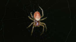 Image of Six-spotted Yellow Orbweaver