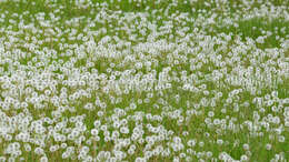 Слика од Taraxacum erythrospermum Andrz. ex Bess.