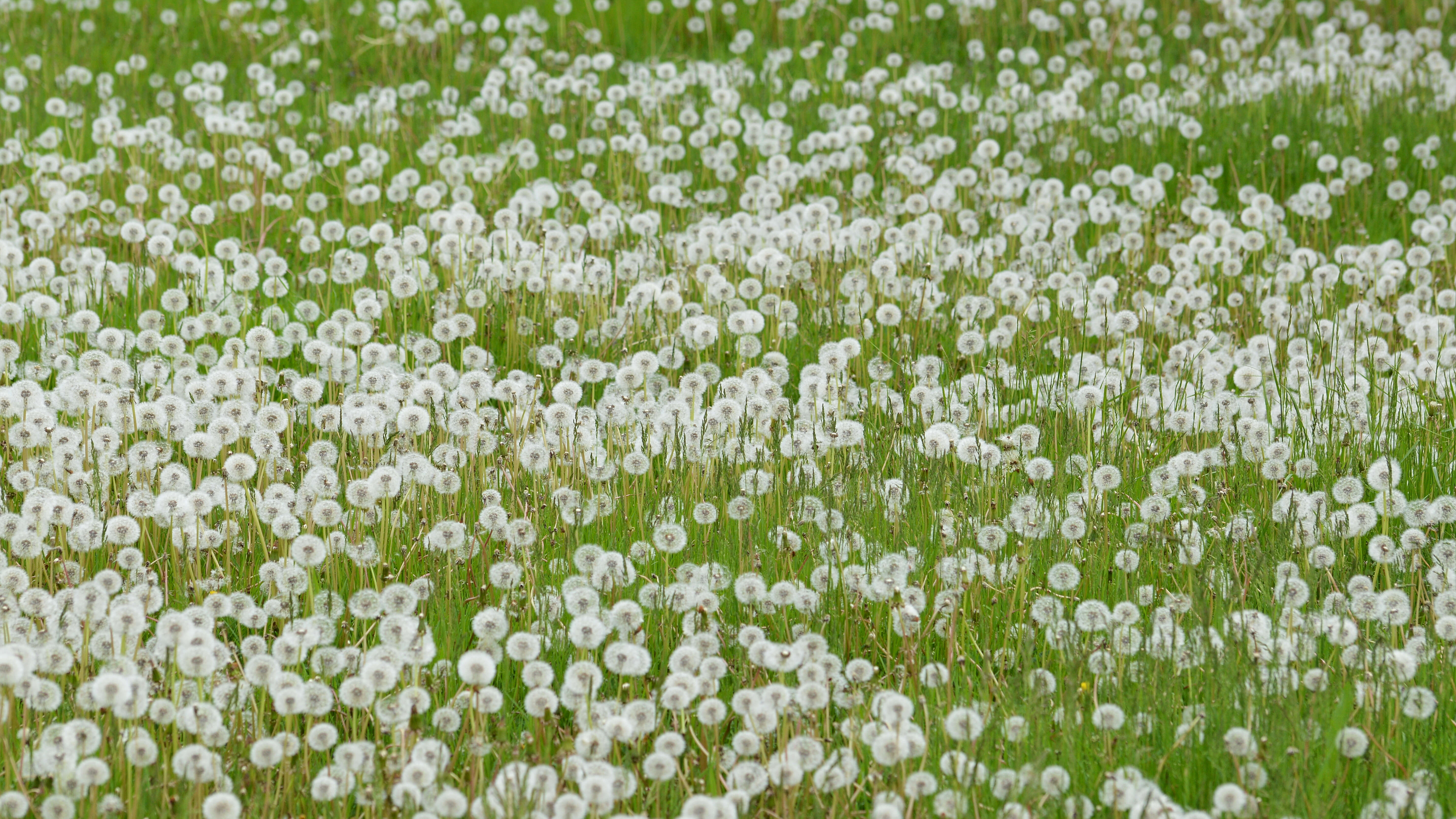 Image of Rock dandelion