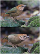 Image of Rusty-naped Pitta