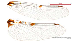 Image de Synthemiopsis gomphomacromioides Tillyard 1917