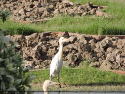 Image of Eastern Cattle Egret