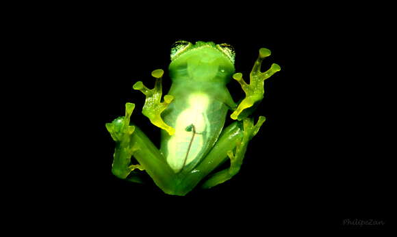 Image of Humboldt's Glass Frog