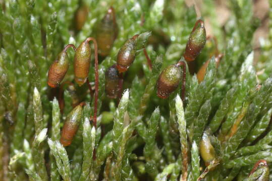 Image of silvergreen bryum moss