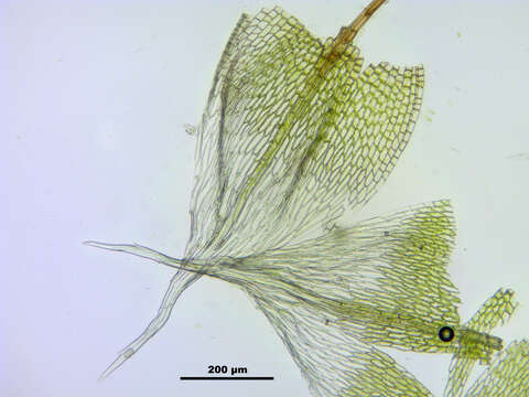 Image of silvergreen bryum moss