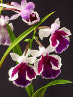 Imagem de Ponerorchis graminifolia Rchb. fil.