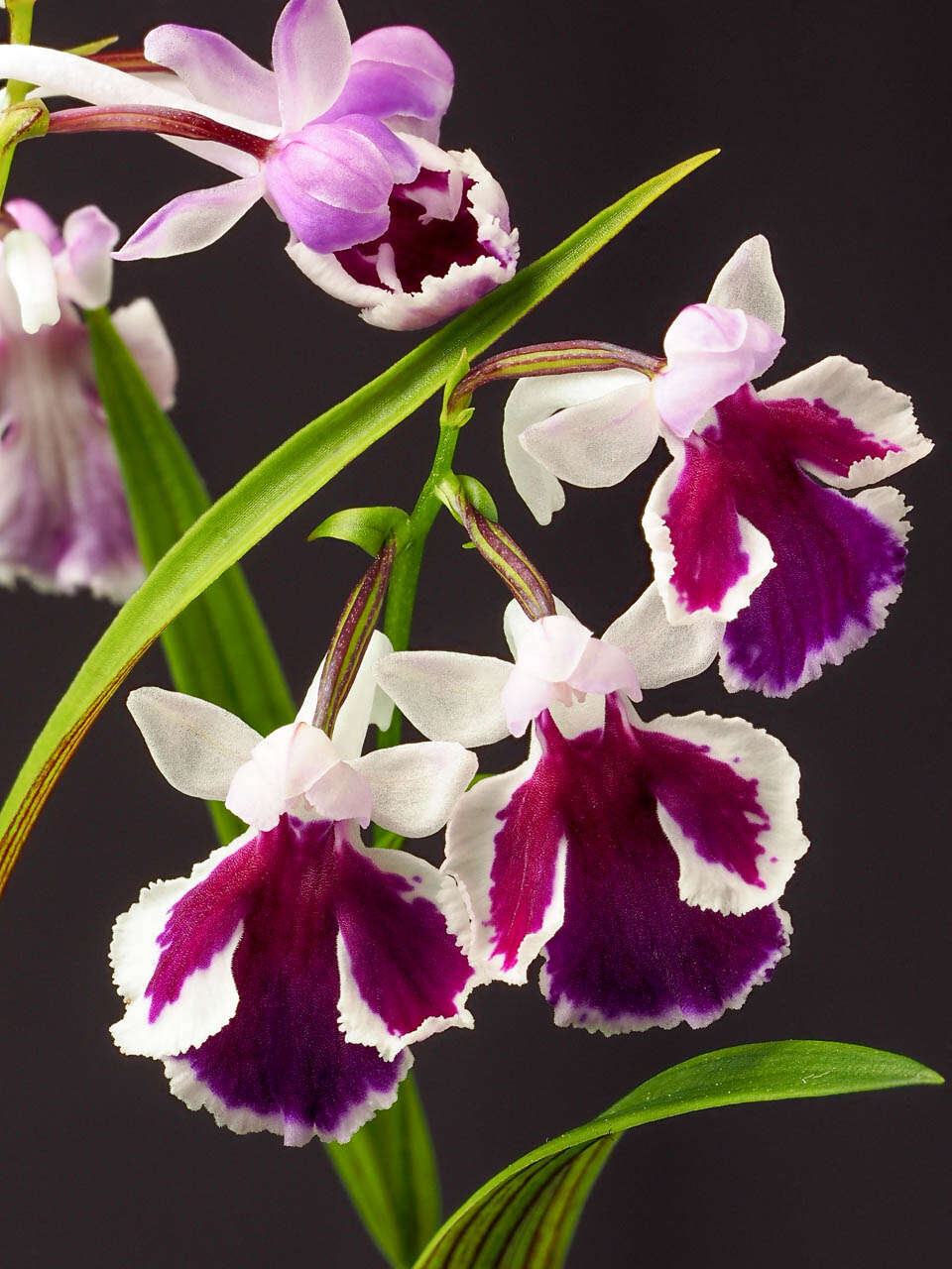 Imagem de Ponerorchis graminifolia Rchb. fil.