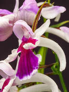 Imagem de Ponerorchis graminifolia Rchb. fil.