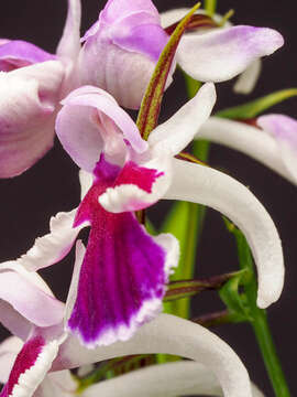 Image of Ponerorchis graminifolia Rchb. fil.