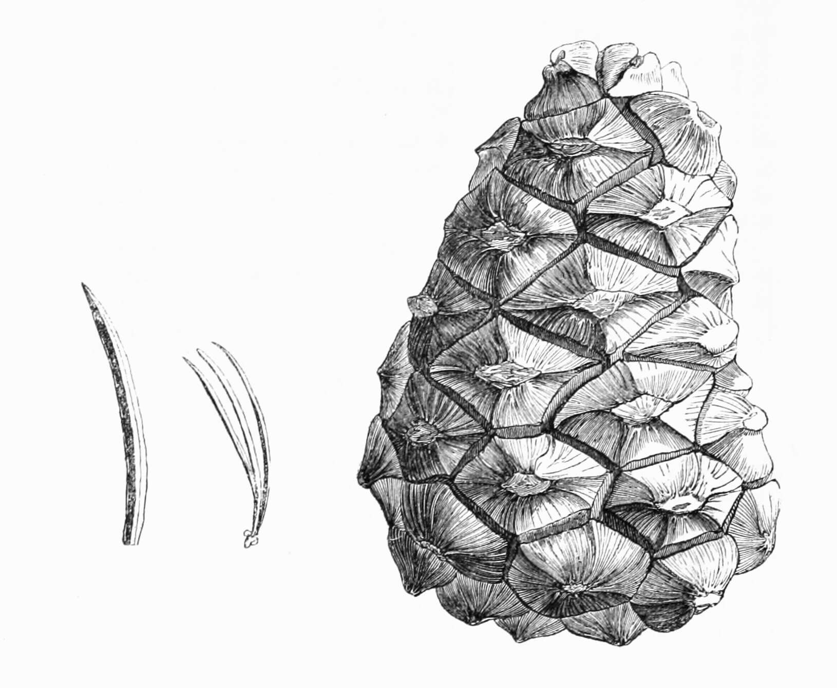 Pinus cembroides subsp. orizabensis D. K. Bailey resmi