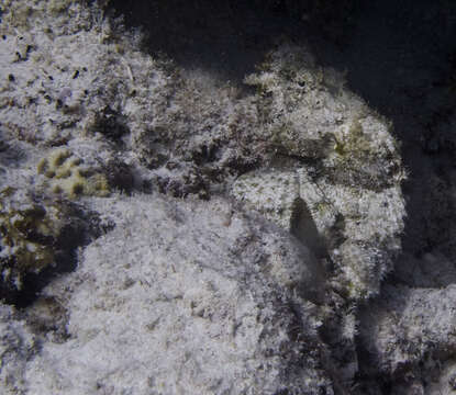 Image of Devil scorpionfish