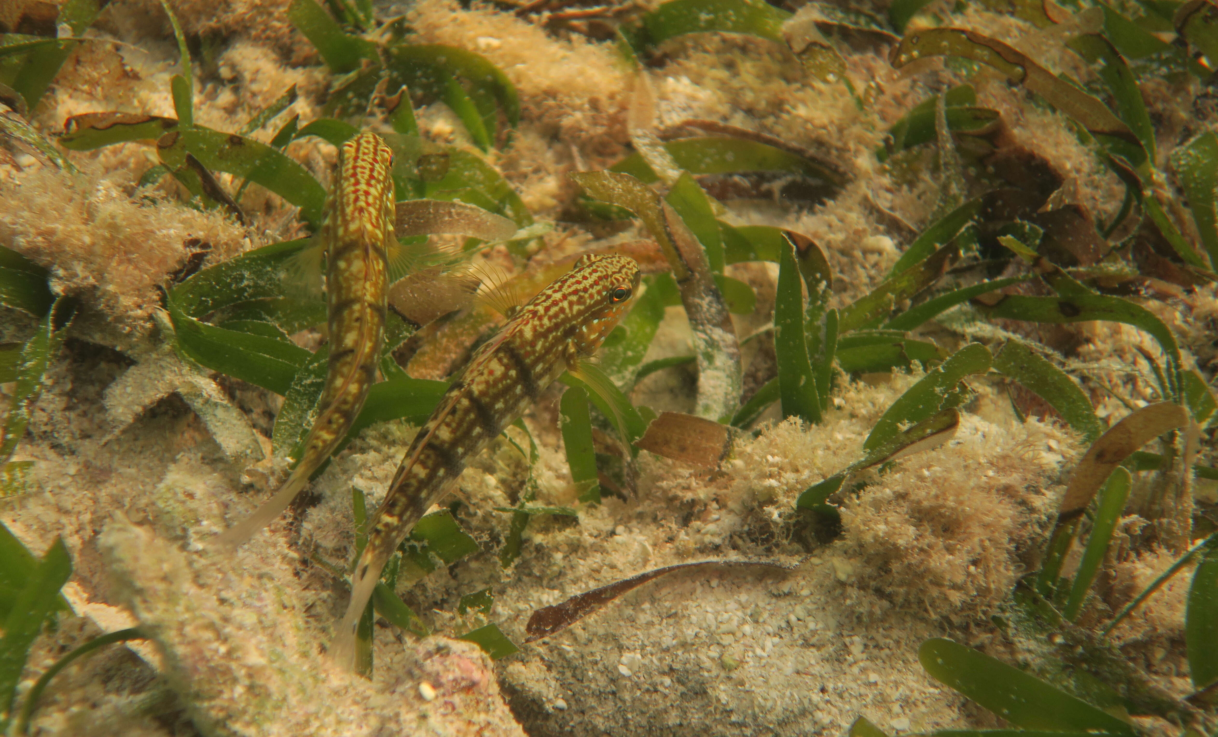 Imagem de Amblygobius phalaena (Valenciennes 1837)