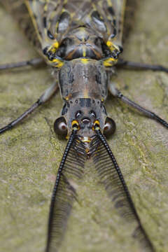 Image of Fishflies