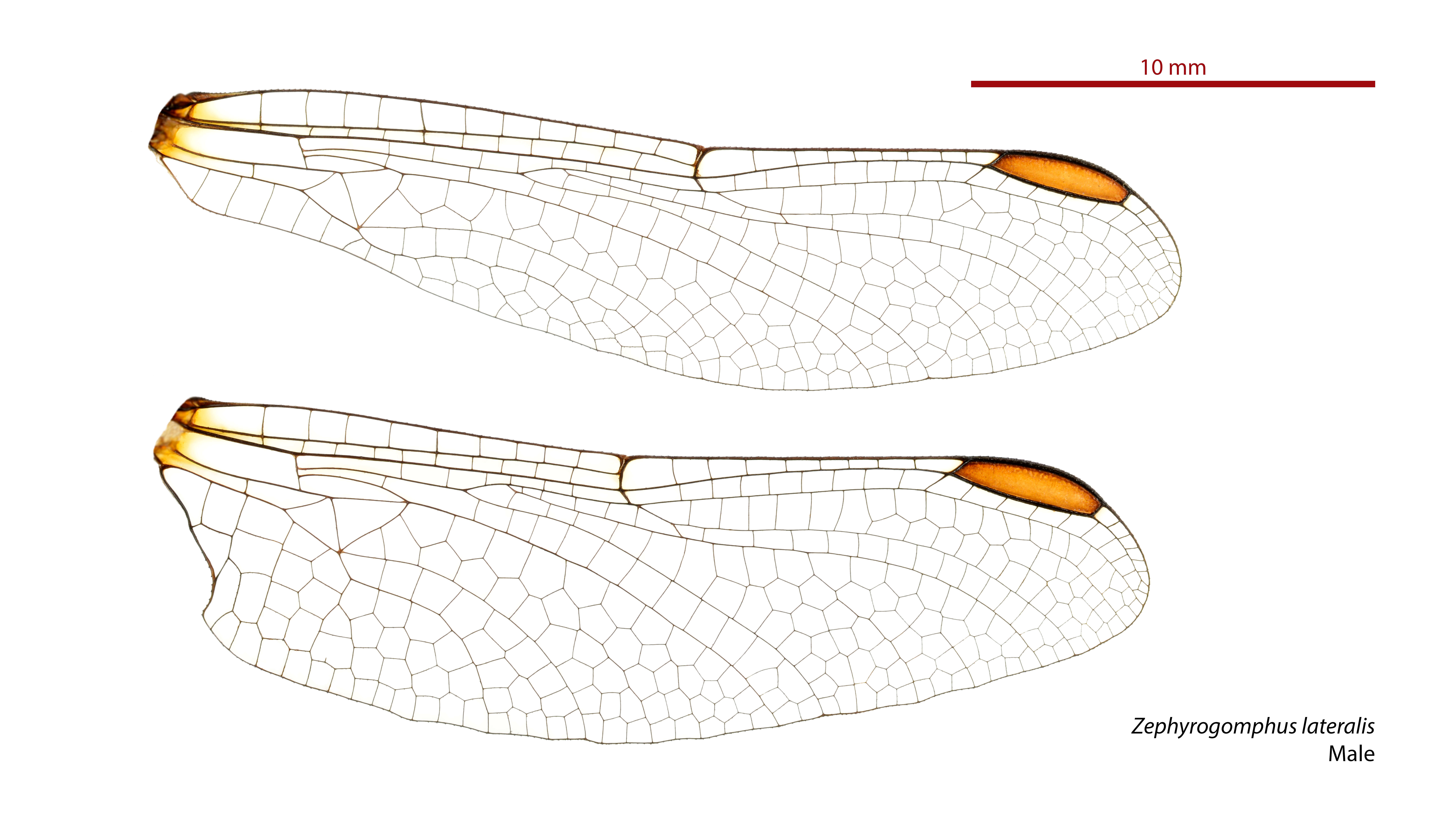Imagem de Zephyrogomphus lateralis (Selys 1873)