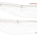 Image of Zephyrogomphus longipositor (Watson 1991)