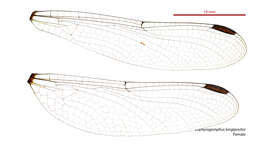 صورة Zephyrogomphus longipositor (Watson 1991)