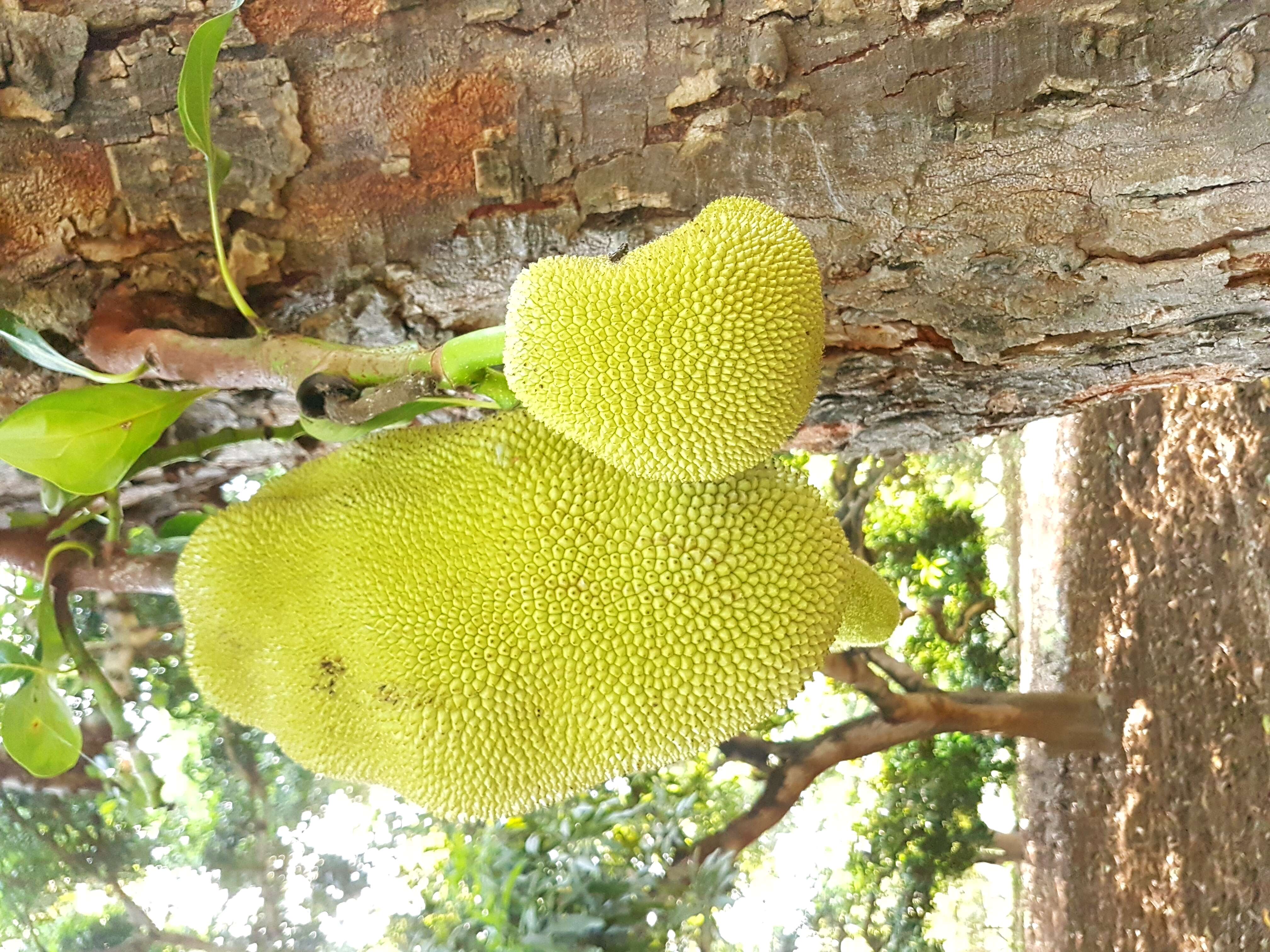 Image of jackfruit