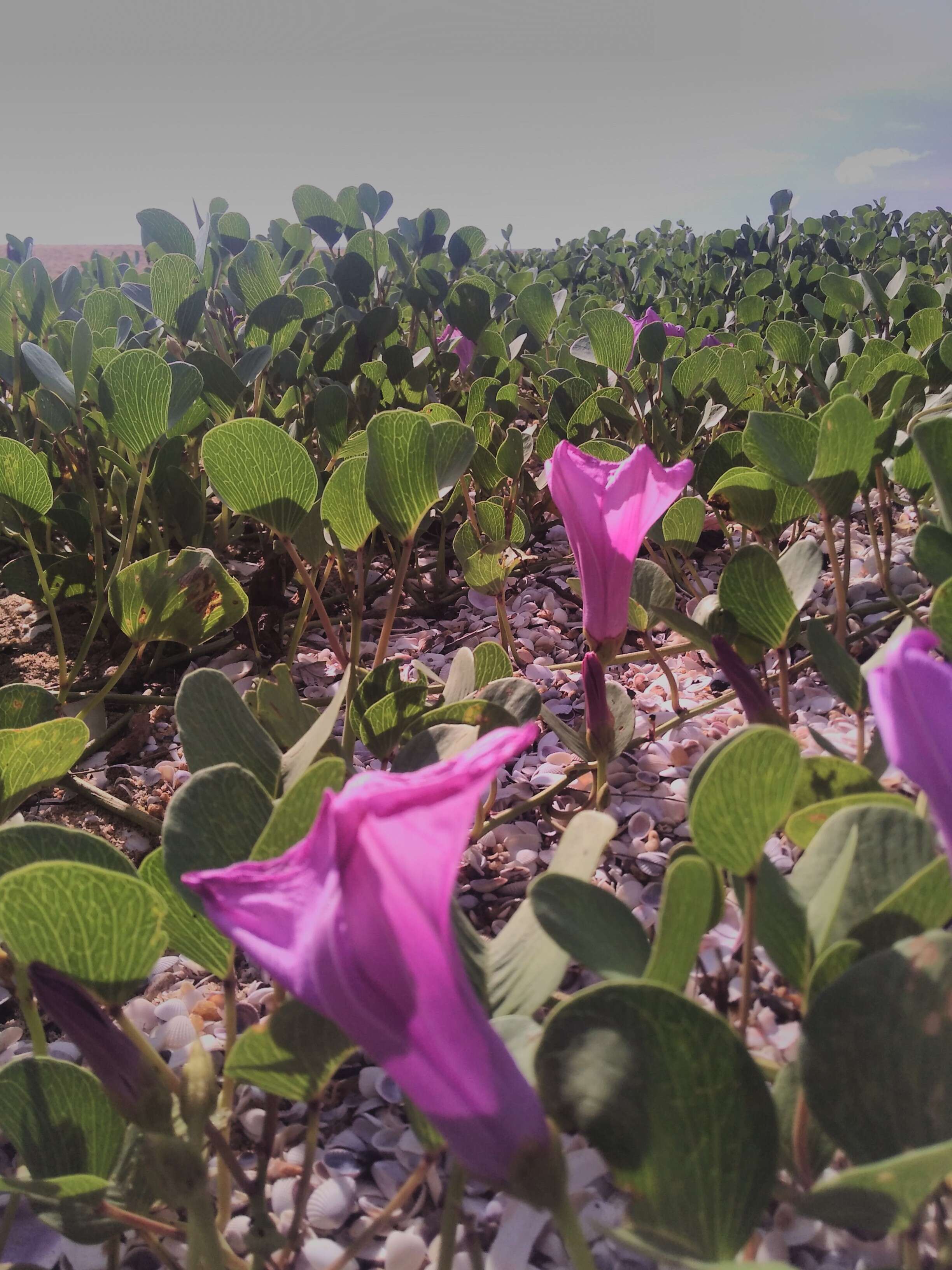 Ipomoea pes-caprae (L.) R. Brown resmi