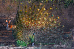 Image of Green Peafowl