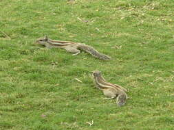 Image of Indian palm squirrel