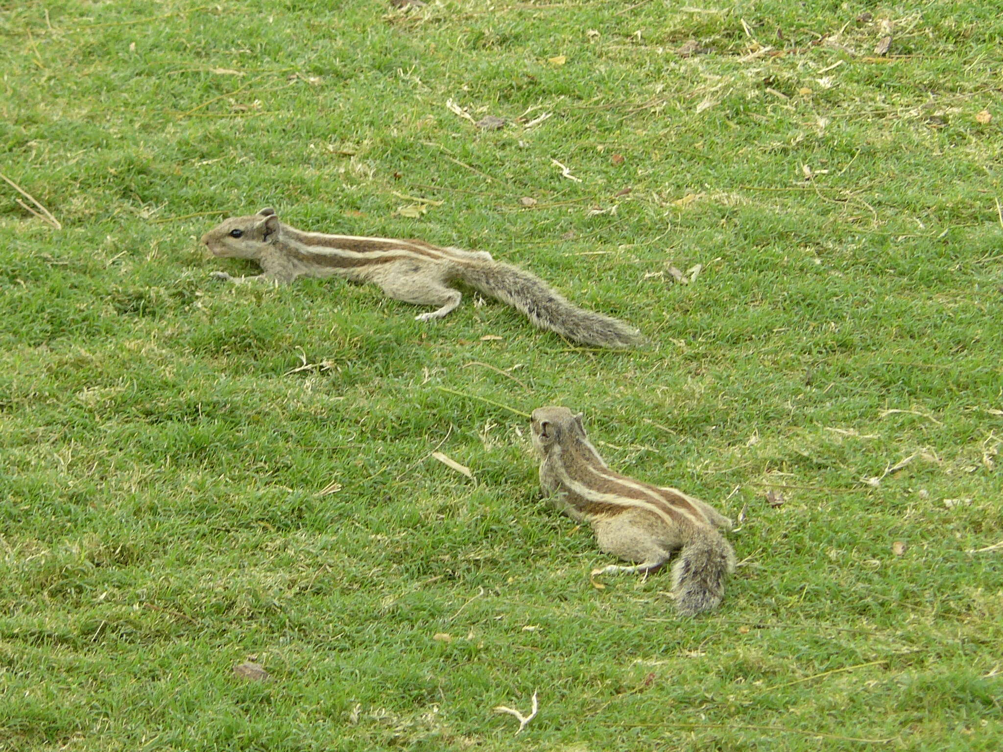 Image of Indian palm squirrel