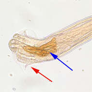 Trichostrongylidae resmi