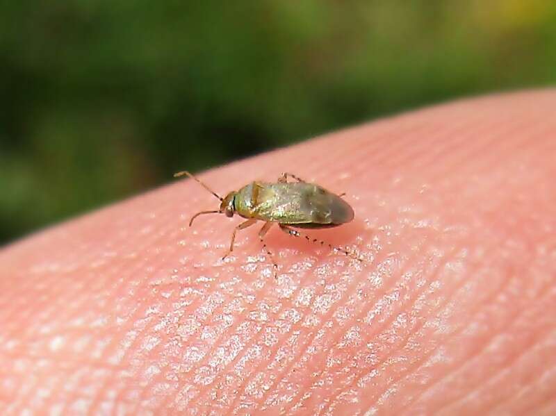 Image of Mullein Bug
