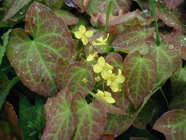 Image of Epimedium pinnatum DC.