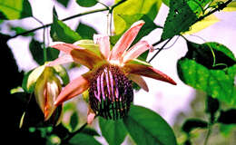 Image of Passiflora ambigua Hemsl. ex Hook. fil.