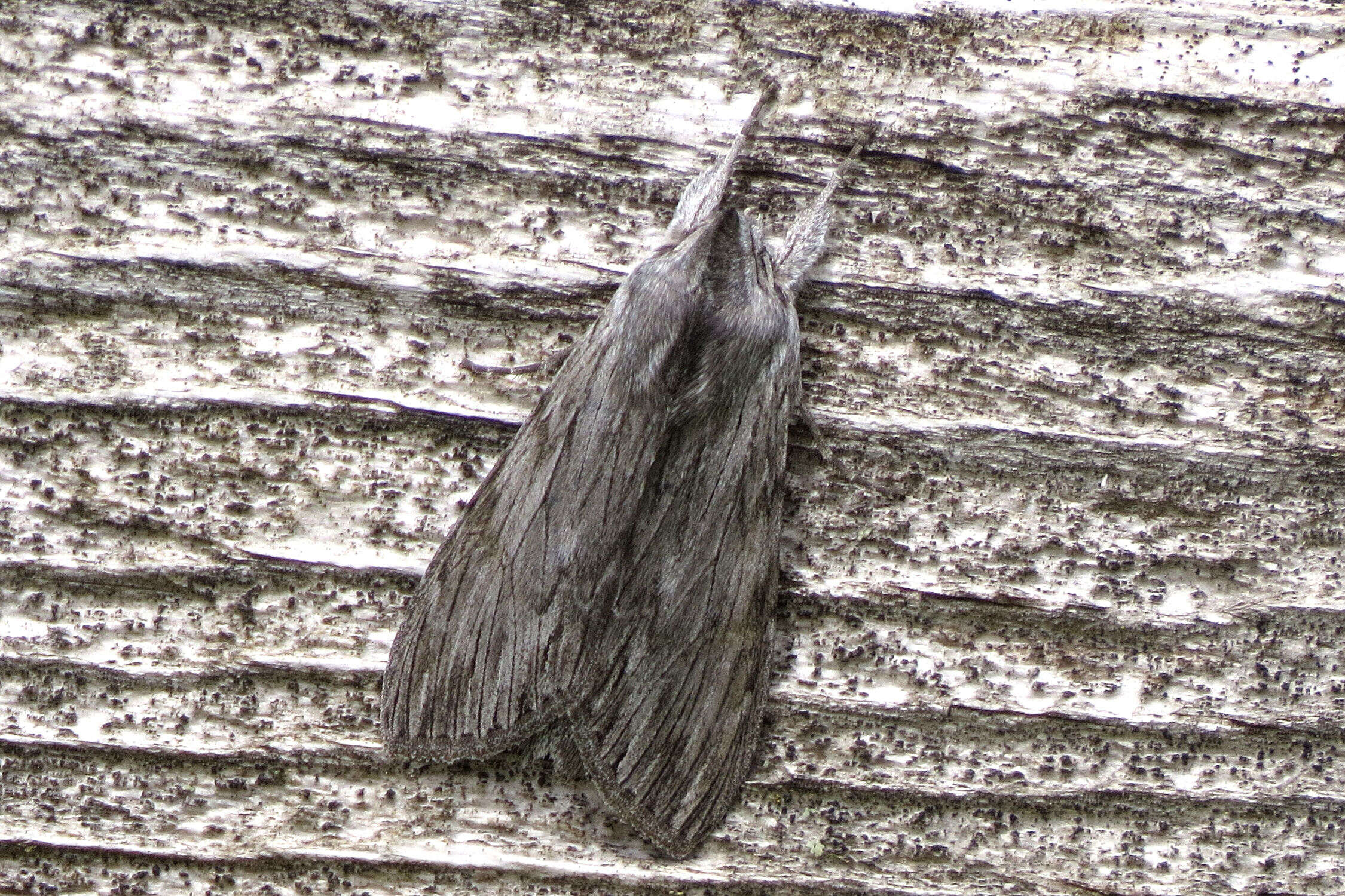 Acronicta lithospila Grote 1874的圖片