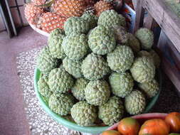 Imagem de Annona squamosa L.